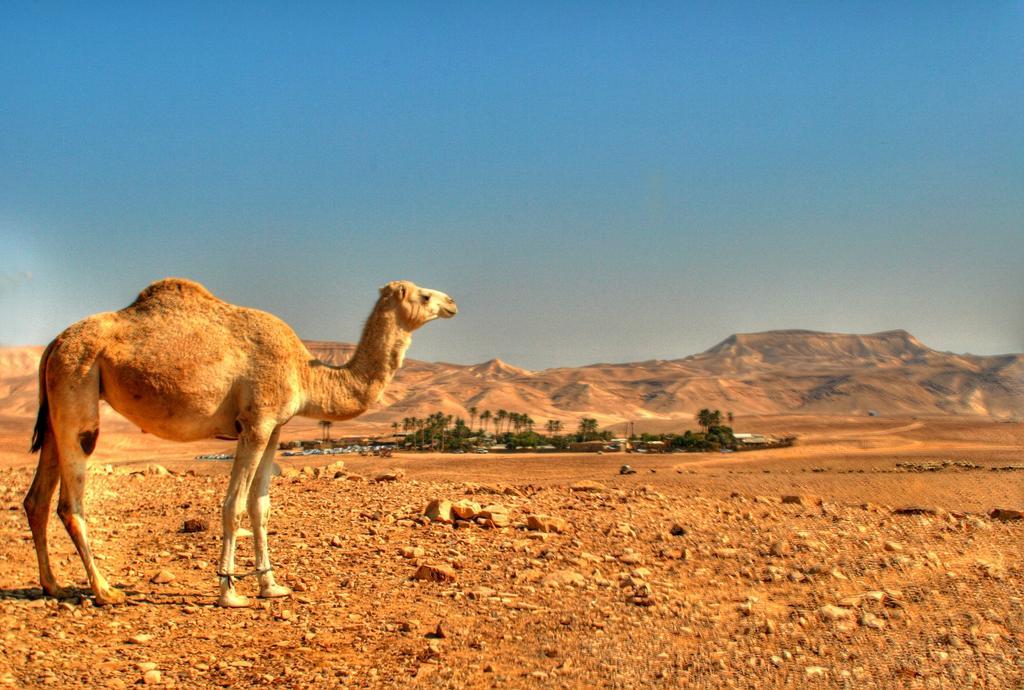 Kfar Hanokdim Hotell Arad Exteriör bild